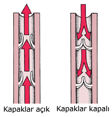 Normal venlerde kapaklar kanın tek yönlü (kalbe doğru) hareketini sağlarlar. Kan geri gelmek isterse kapaklar kapanarak buna engel olur.